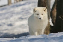 METAL FRIDGE MAGNET White Polar Fox aka Arctic Fox aka Snow Fox Travel Norway 