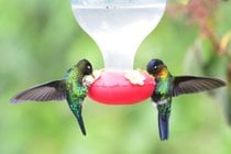 Migration des colibris