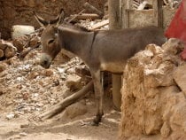 Lamu Donkey Race