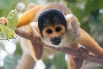 Macacos de esquilo