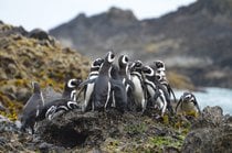 Pinguin-Safari