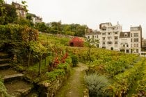 Récolte dans le vignoble de Montmartre