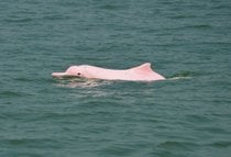 Observação de golfinhos cor de rosa