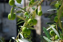 Olivenernte