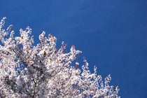 Pflaumenbäume blühen