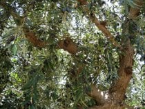 Récolte des olives