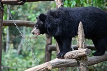 Ours noir d'Asie
