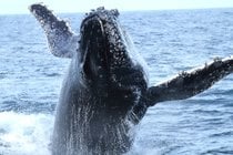 Observação de baleias em Nova Gales do Sul