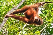 Osservazione degli orangotani