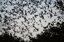 Observação de morcegos