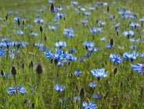 Blue Cornflower Bloom