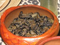 Mopane-Würmer
