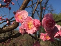 Das Pflaumenblütenfest