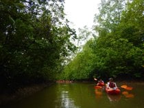 Kayak através de uma floresta de manguezais