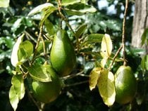 Stagione dell'avocado