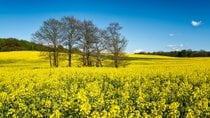 Primavera amarilla de Skåne