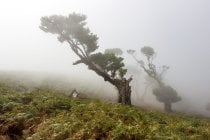 Foresta di Fanal a Madeira