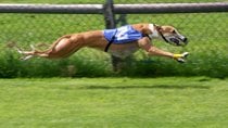 English Greyhound Derby