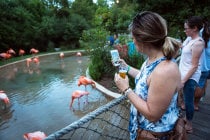 Brauen Sie im Zoo Nashville Bierfestival
