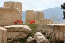 Wilde Mohnblumen in der Akropolis