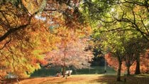 McLaren Falls Park im Herbst