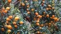 Tangerine Jahreszeit