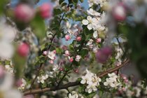 Blossom Season in Haspengouw
