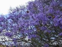 Arbres de Jacaranda en Bloom
