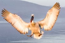 Temporada de cría del pelicano de Dalmacia
