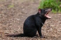Diavolo tasmaniano