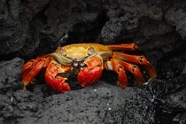 Crabe des rochers rouges