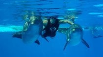Nadando com golfinhos