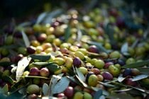 Olivenpflücken