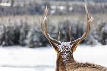 Annual Elk Migration