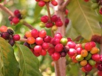 Kona Coffee Harvest