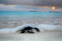 Teeny, tiny turtles hatching in the Maldives! - The Travel Hack