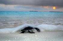 Acoplamiento de tortugas marinas