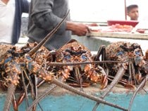Lobsters Season