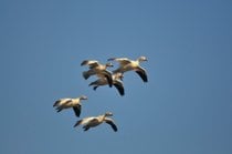 A migração de queda de gansos de neve