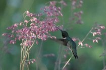 Kolibri Wanderung