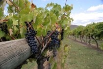 Cosecha de uva en Yarra Valley
