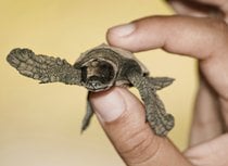 Tartaruga marina nidificazione e incubazione