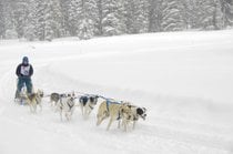 Cane slitta e tubazione della neve
