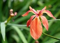Iris de Luisiana