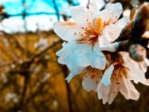 Almond Trees Blossom