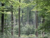 Sonischer Wald (Zoniënwoud)