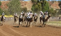 Alice Springs Taça de Camel