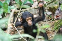 Chimpanzé a Gombe