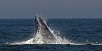 Observação de baleias e golfinhos