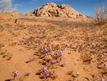 Désert du Wadi Rum en fleur